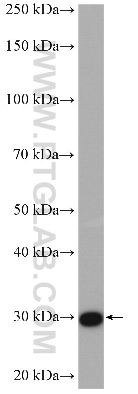 Western Blot (WB) analysis of mouse testis tissue using DNAJB3 Polyclonal antibody (17177-1-AP)