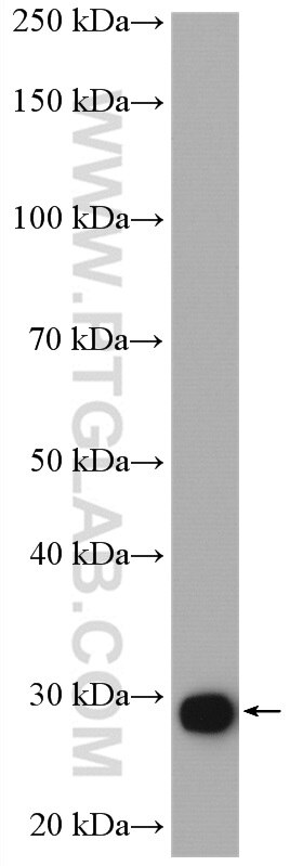 Western Blot (WB) analysis of rat testis tissue using DNAJB3 Polyclonal antibody (17177-1-AP)