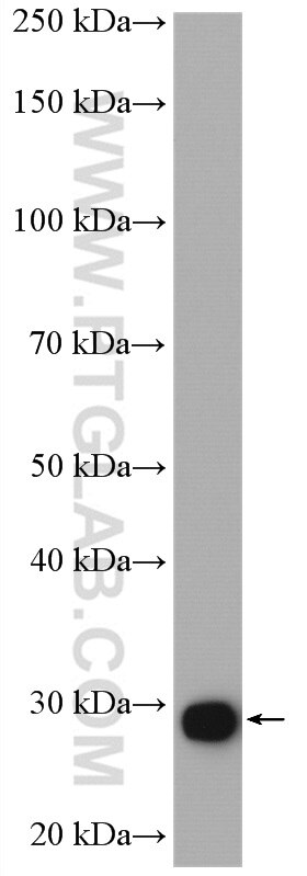 Western Blot (WB) analysis of rat testis tissue using DNAJB3 Polyclonal antibody (17177-1-AP)