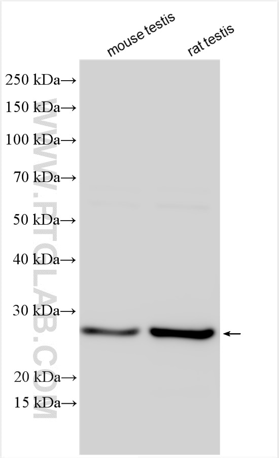 Western Blot (WB) analysis of various lysates using DNAJB3 Polyclonal antibody (17177-1-AP)