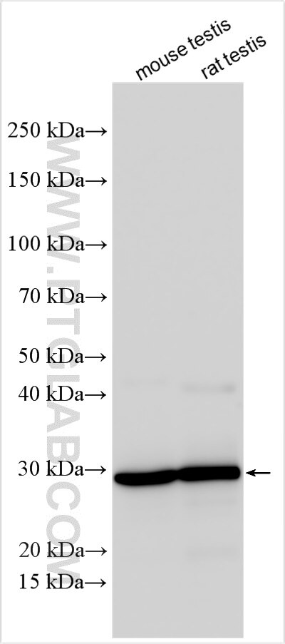 Western Blot (WB) analysis of various lysates using DNAJB3 Polyclonal antibody (17177-1-AP)