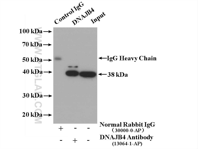 Immunoprecipitation (IP) experiment of HeLa cells using DNAJB4 Polyclonal antibody (13064-1-AP)