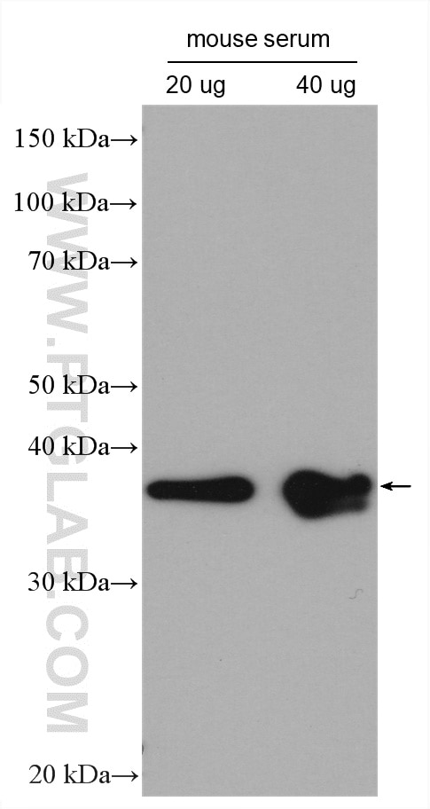 Western Blot (WB) analysis of various lysates using DNAJB4 Polyclonal antibody (13064-1-AP)