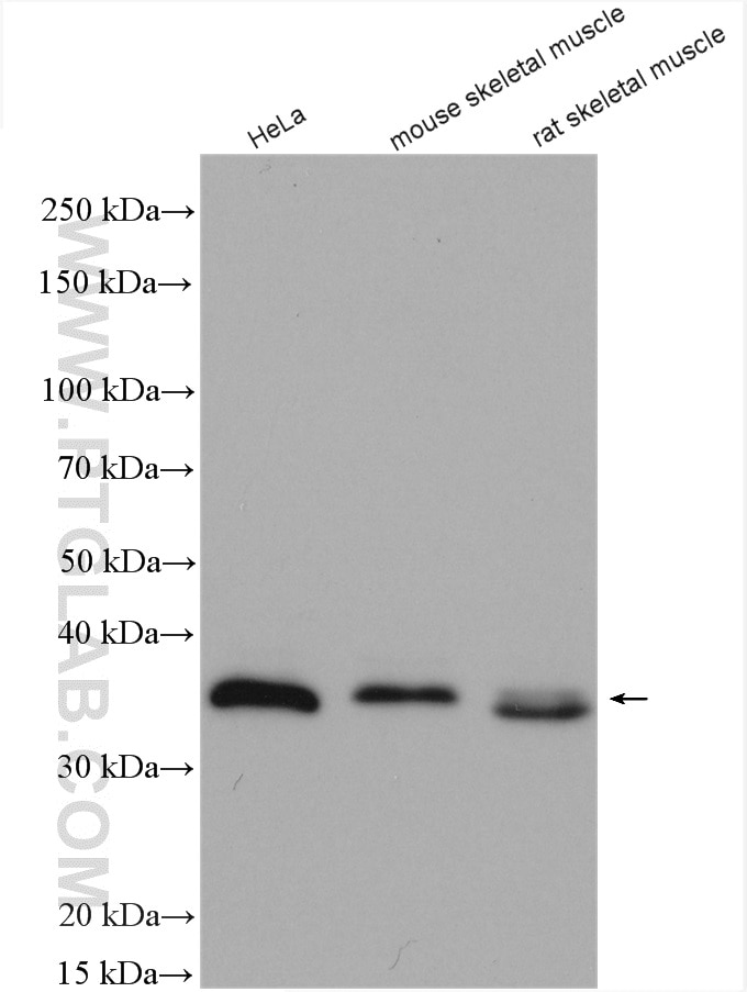 Western Blot (WB) analysis of various lysates using DNAJB4 Polyclonal antibody (13064-1-AP)