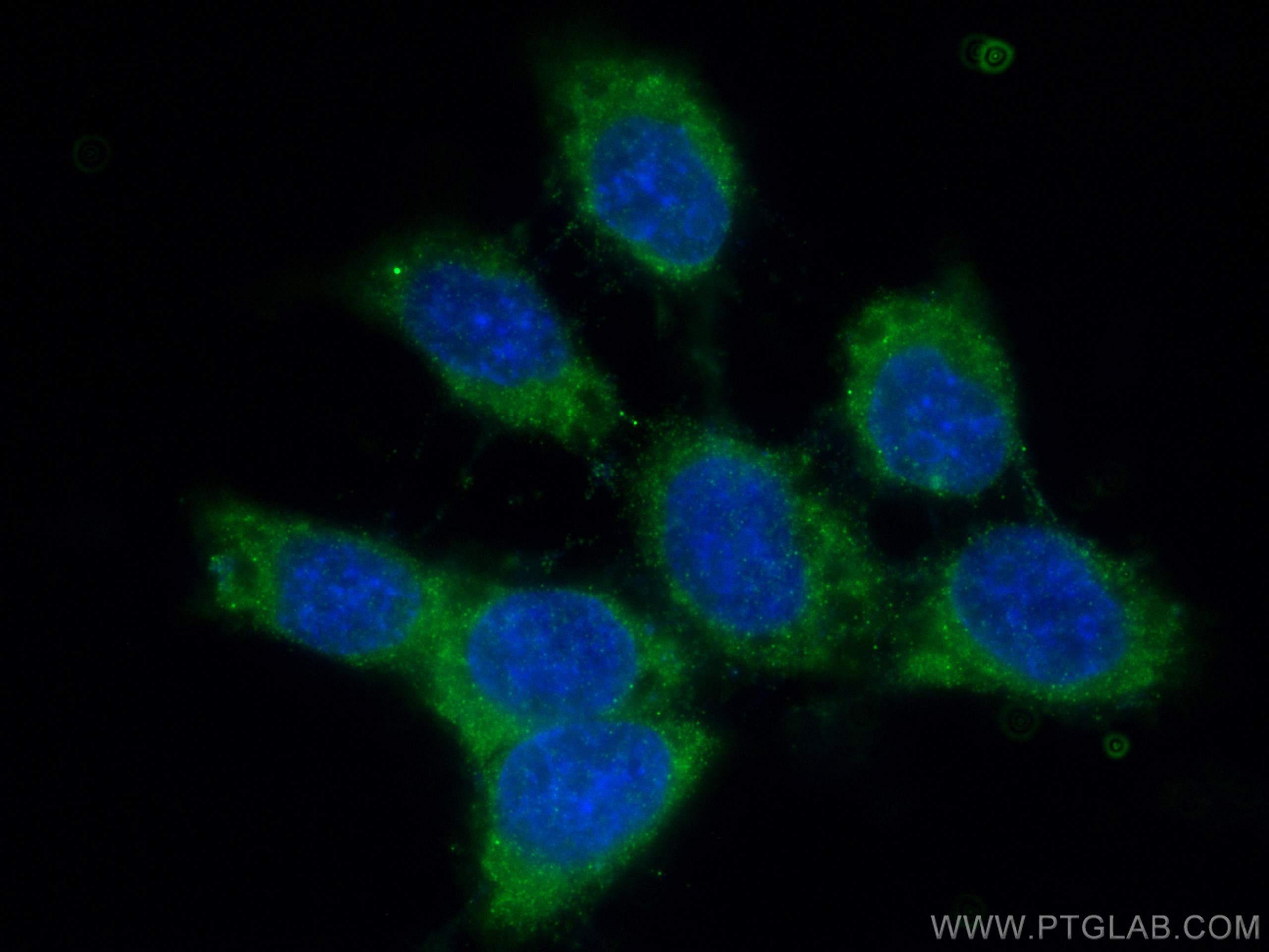 Immunofluorescence (IF) / fluorescent staining of A431 cells using DNAJB4 Monoclonal antibody (67966-1-Ig)