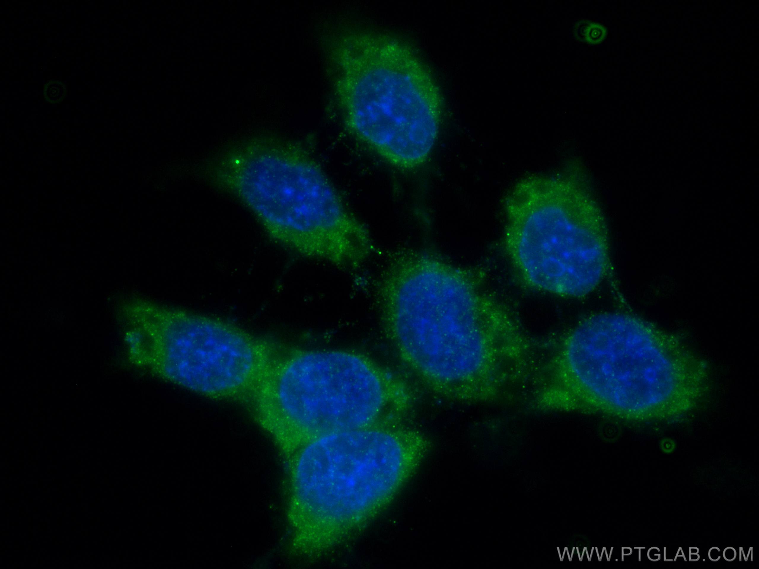 IF Staining of A431 using 67966-1-Ig