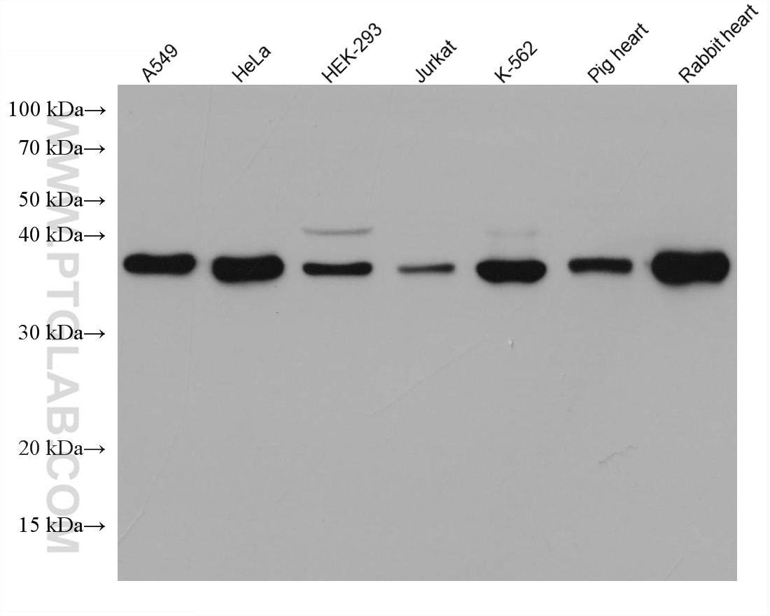 Western Blot (WB) analysis of various lysates using DNAJB4 Monoclonal antibody (67966-1-Ig)