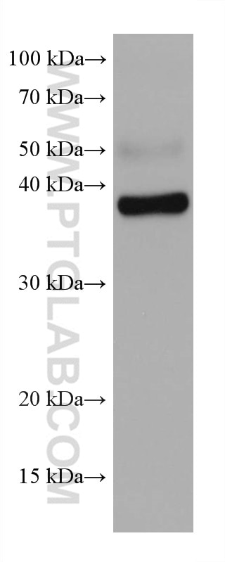 Western Blot (WB) analysis of mouse heart tissue using DNAJB4 Monoclonal antibody (67966-1-Ig)