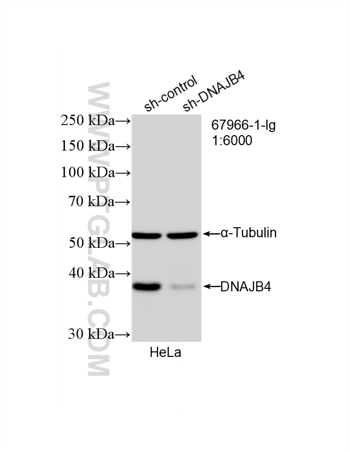 Western Blot (WB) analysis of HeLa cells using DNAJB4 Monoclonal antibody (67966-1-Ig)