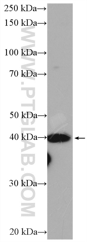 Western Blot (WB) analysis of rat heart tissue using DNAJB5 Polyclonal antibody (16453-1-AP)