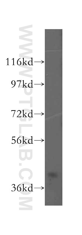 Western Blot (WB) analysis of HeLa cells using DNAJB5 Polyclonal antibody (16453-1-AP)