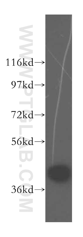 Western Blot (WB) analysis of HepG2 cells using DNAJB5 Polyclonal antibody (16453-1-AP)