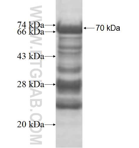 DNAJB5 fusion protein Ag9341 SDS-PAGE