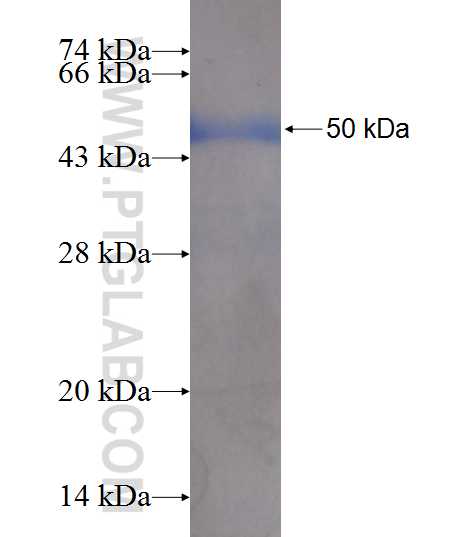 DNAJB5 fusion protein Ag9381 SDS-PAGE