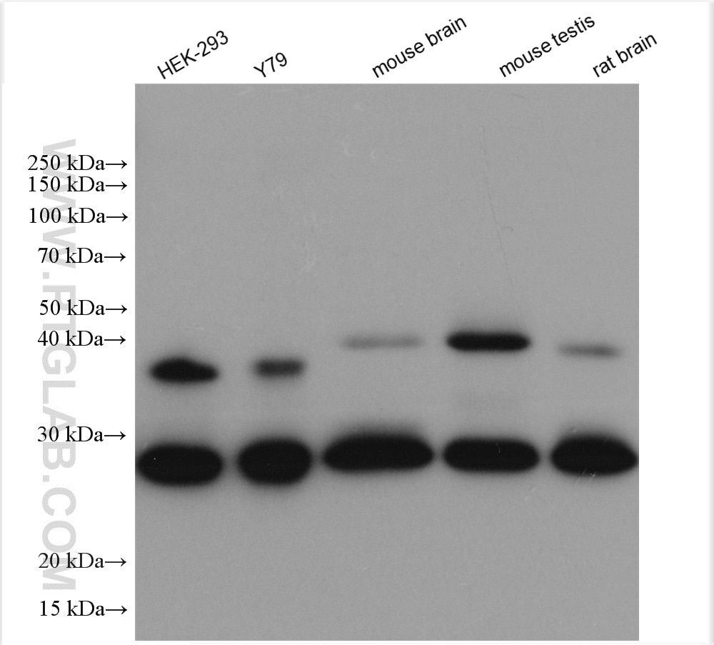 Western Blot (WB) analysis of various lysates using DNAJB6 Polyclonal antibody (11707-1-AP)