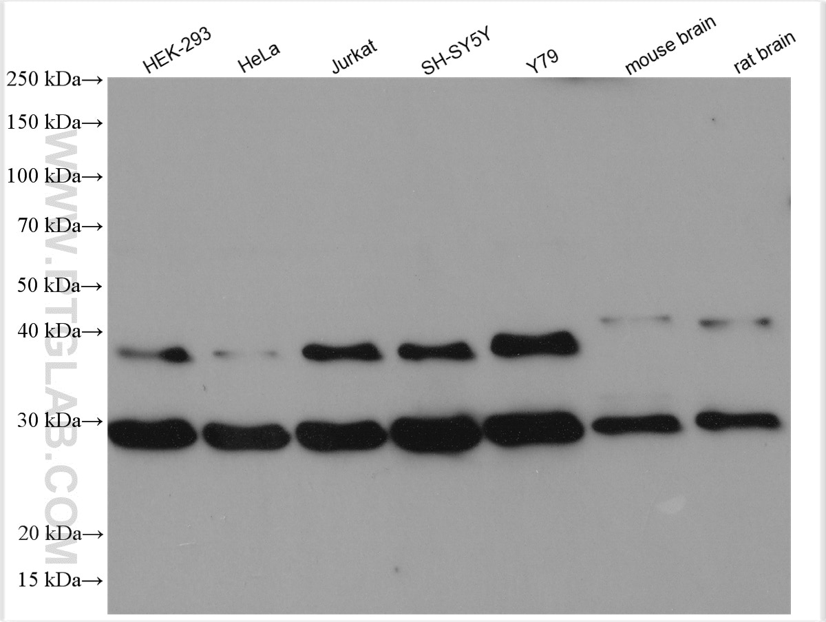 Western Blot (WB) analysis of various lysates using DNAJB6 Polyclonal antibody (11707-1-AP)