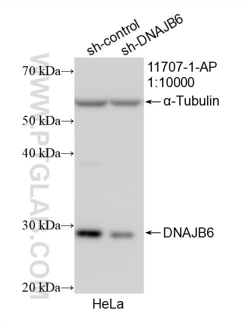 Western Blot (WB) analysis of HeLa cells using DNAJB6 Polyclonal antibody (11707-1-AP)