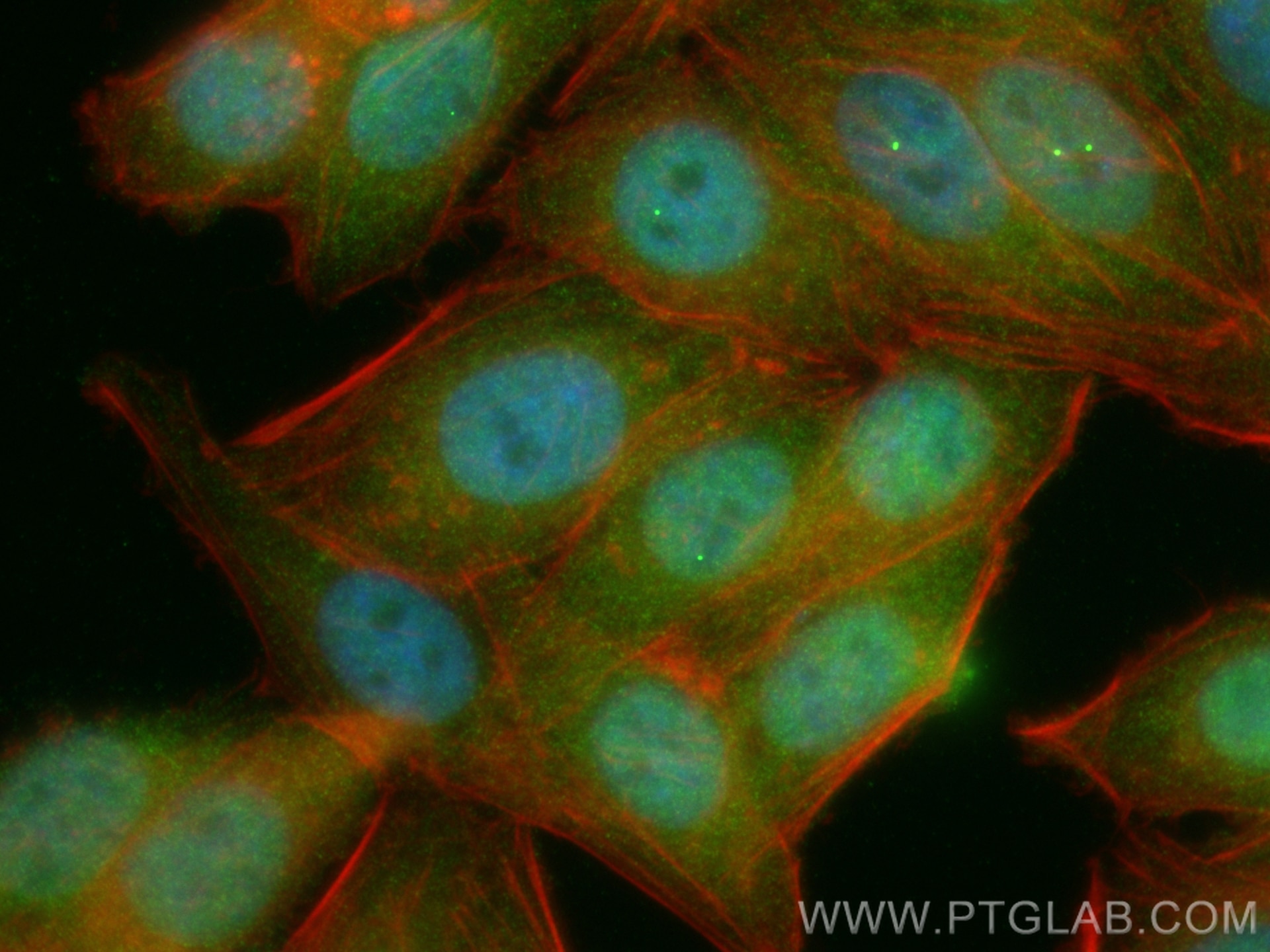 Immunofluorescence (IF) / fluorescent staining of HepG2 cells using DNAJB6 Monoclonal antibody (66587-1-Ig)