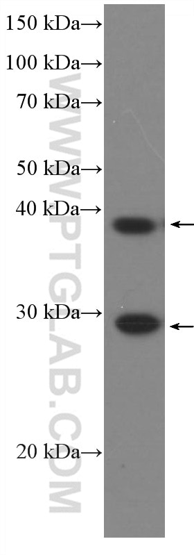 Western Blot (WB) analysis of HEK-293 cells using DNAJB6 Monoclonal antibody (66587-1-Ig)