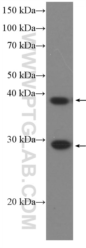 WB analysis of HEK-293 using 66587-1-Ig
