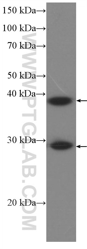 Western Blot (WB) analysis of Jurkat cells using DNAJB6 Monoclonal antibody (66587-1-Ig)