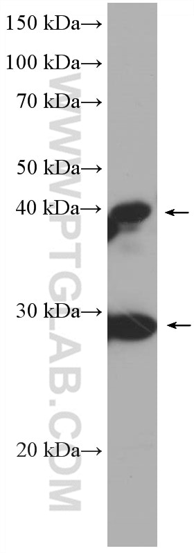 Western Blot (WB) analysis of HSC-T6 cells using DNAJB6 Monoclonal antibody (66587-1-Ig)