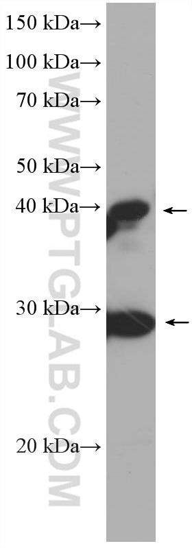 WB analysis of HSC-T6 using 66587-1-Ig