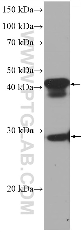 Western Blot (WB) analysis of Neuro-2a cells using DNAJB6 Monoclonal antibody (66587-1-Ig)