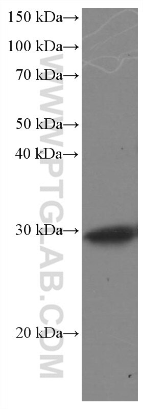Western Blot (WB) analysis of pig brain tissue using DNAJB6 Monoclonal antibody (66587-1-Ig)