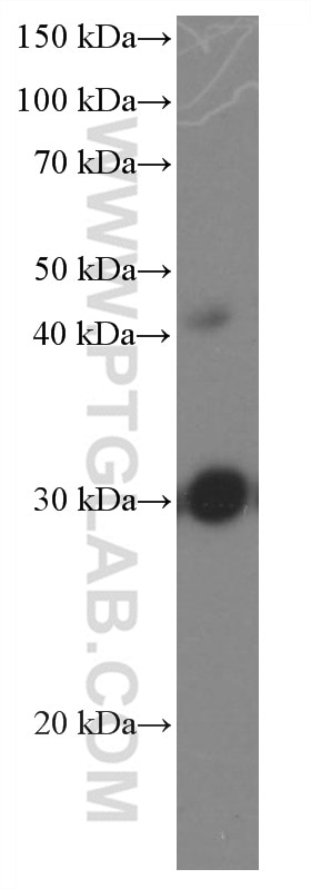 Western Blot (WB) analysis of rat brain tissue using DNAJB6 Monoclonal antibody (66587-1-Ig)