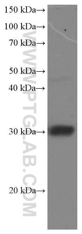 Western Blot (WB) analysis of mouse brain tissue using DNAJB6 Monoclonal antibody (66587-1-Ig)