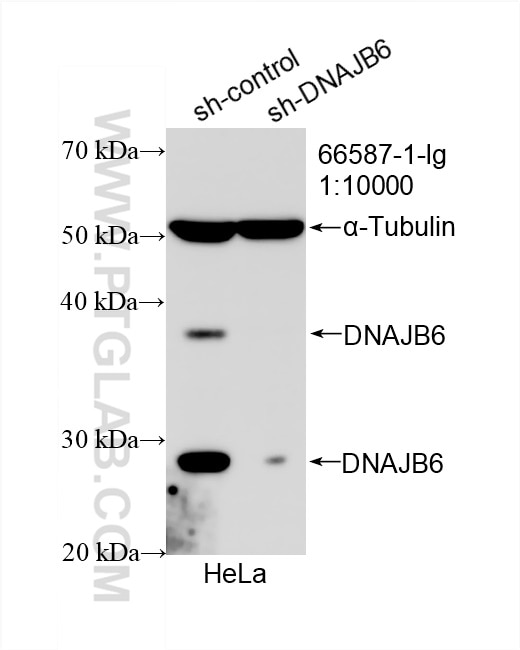 Western Blot (WB) analysis of HeLa cells using DNAJB6 Monoclonal antibody (66587-1-Ig)