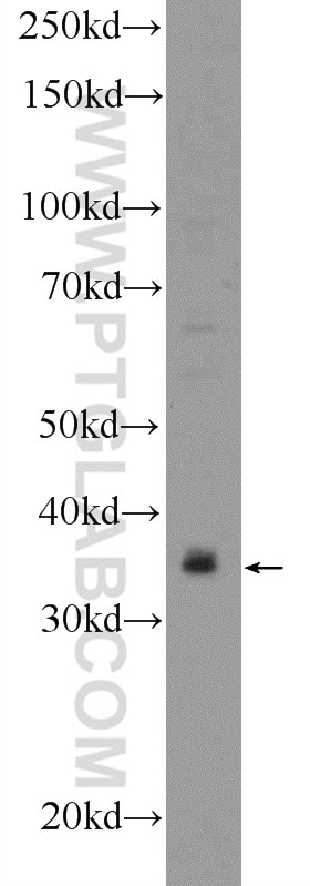 Western Blot (WB) analysis of RAW 264.7 cells using DNAJB7 Polyclonal antibody (18540-1-AP)