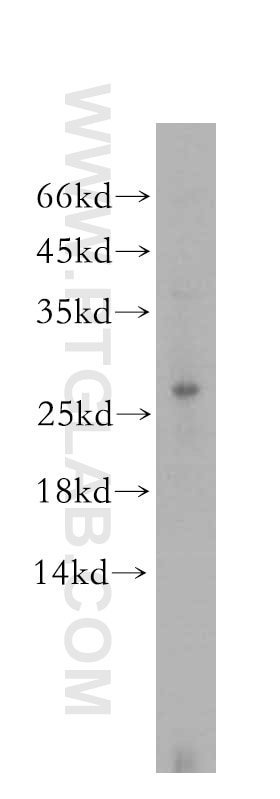Western Blot (WB) analysis of HeLa cells using DNAJB8 Polyclonal antibody (17071-1-AP)