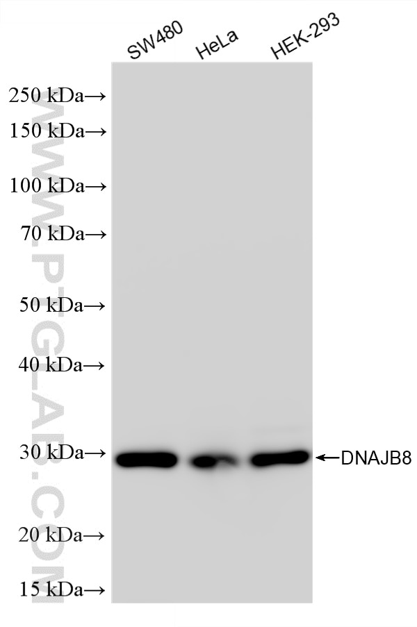 WB analysis using 86763-3-RR (same clone as 86763-3-PBS) Western Blot (WB) analysis of various lysates using DNAJB8 Recombinant monoclonal antibody (86763-3-RR)