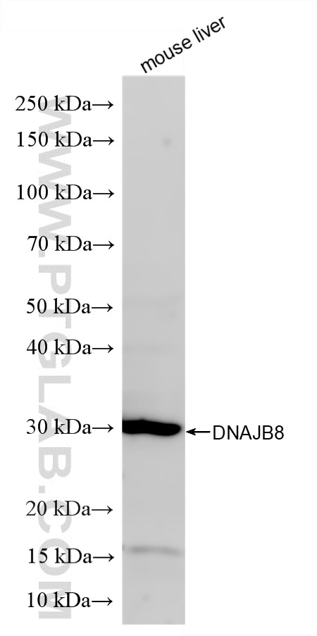 WB analysis using 86763-3-RR (same clone as 86763-3-PBS) Western Blot (WB) analysis of various lysates using DNAJB8 Recombinant monoclonal antibody (86763-3-RR)