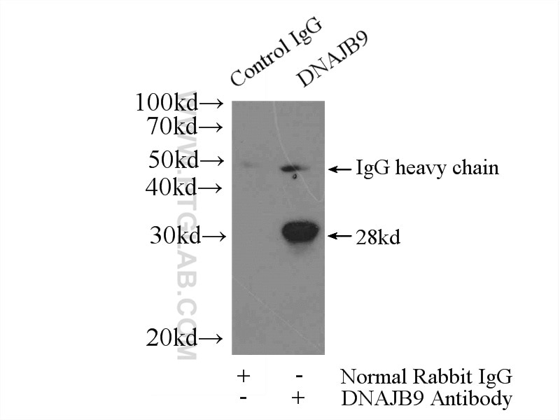 Immunoprecipitation (IP) experiment of mouse testis tissue using DNAJB9 Polyclonal antibody (13157-1-AP)
