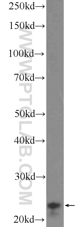 Western Blot (WB) analysis of mouse testis tissue using DNAJB9 Polyclonal antibody (13157-1-AP)