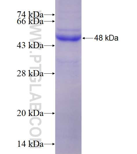 DNAJB9 fusion protein Ag3789 SDS-PAGE