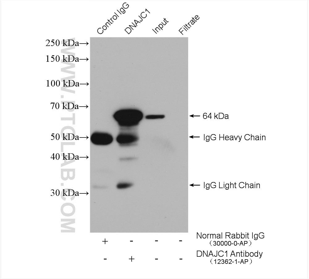 Immunoprecipitation (IP) experiment of Raji cells using DNAJC1 Polyclonal antibody (12362-1-AP)