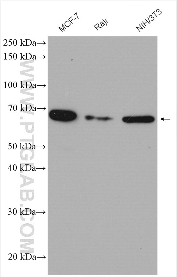 Western Blot (WB) analysis of various lysates using DNAJC1 Polyclonal antibody (12362-1-AP)