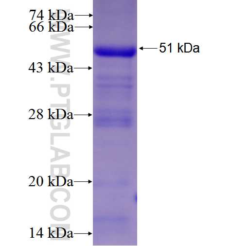 DNAJC1 fusion protein Ag3030 SDS-PAGE