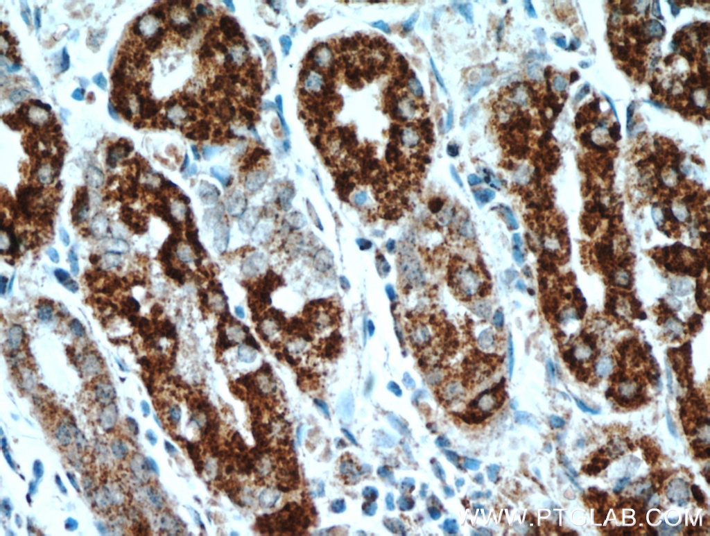 Immunohistochemistry (IHC) staining of human stomach tissue using DNAJC10 Polyclonal antibody (13101-1-AP)