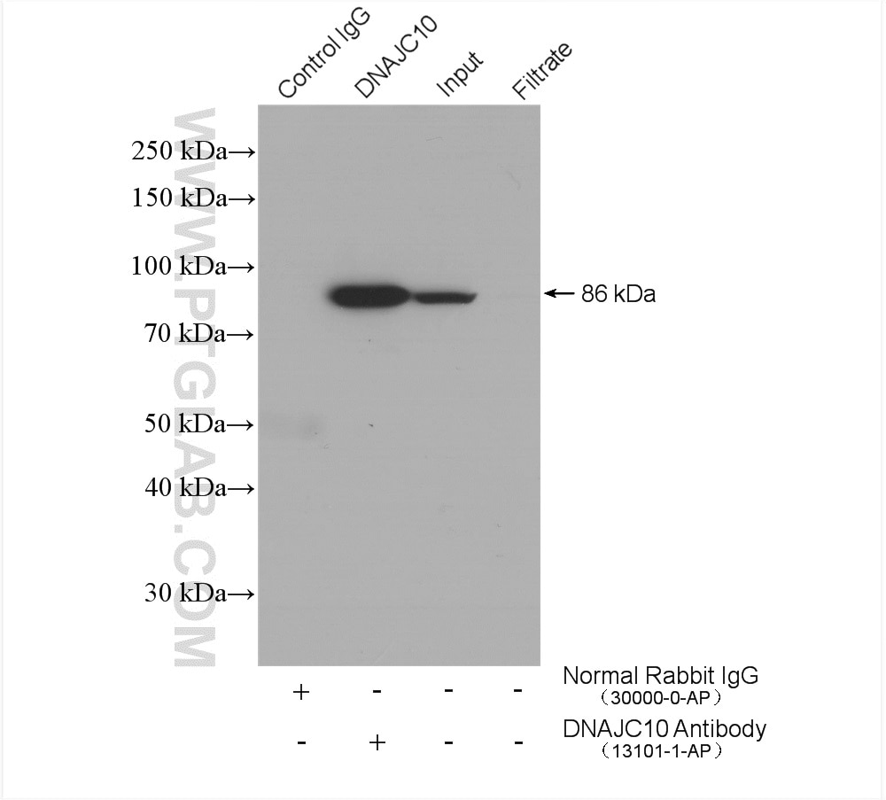 Immunoprecipitation (IP) experiment of HeLa cells using DNAJC10 Polyclonal antibody (13101-1-AP)