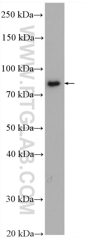 Western Blot (WB) analysis of HeLa cells using DNAJC10 Polyclonal antibody (13101-1-AP)