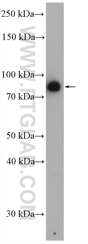 Western Blot (WB) analysis of HepG2 cells using DNAJC10 Polyclonal antibody (13101-1-AP)