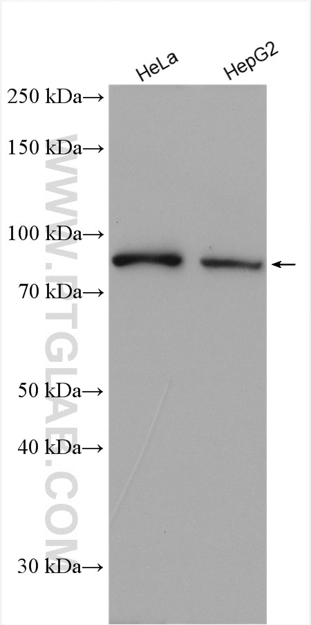 Western Blot (WB) analysis of various lysates using DNAJC10 Polyclonal antibody (13101-1-AP)