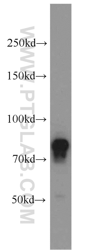 Western Blot (WB) analysis of mouse liver tissue using DNAJC10 Polyclonal antibody (13101-1-AP)
