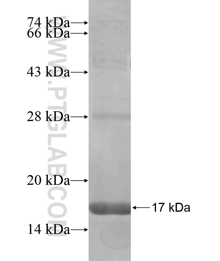 DNAJC10 fusion protein Ag18099 SDS-PAGE