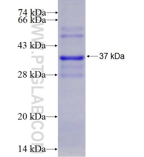 DNAJC10 fusion protein Ag3737 SDS-PAGE